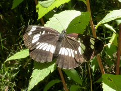 Neptis rivularis