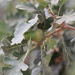 Quercus lobata - Photo (c) Andrea Kreuzhage, osa oikeuksista pidätetään (CC BY-NC), lähettänyt Andrea Kreuzhage