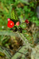 Corryocactus erectus