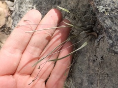 Scaphyglottis sessilis