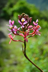 Epidendrum secundum
