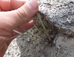 Scaphyglottis sessilis