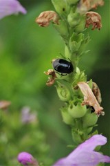 Sehirus cinctus albonotatus