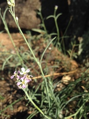 Hesperidanthus linearifolius