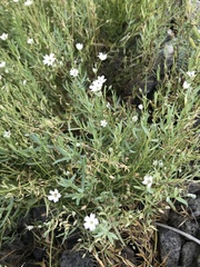Stellaria dahurica