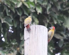 Chloropicus griseocephalus