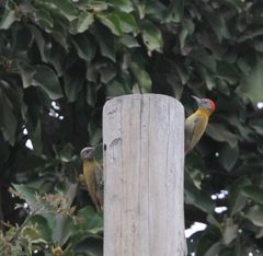 Chloropicus griseocephalus