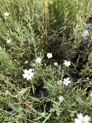Stellaria dahurica