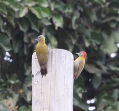 Chloropicus griseocephalus