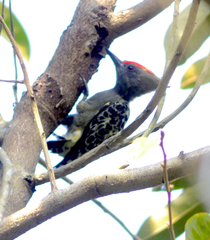 Hemicircus concretus