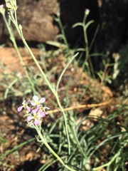 Hesperidanthus linearifolius
