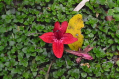 Asteranthera ovata