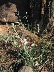 Hesperidanthus linearifolius