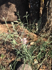 Hesperidanthus linearifolius