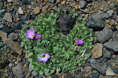 Oxalis adenophylla