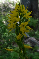 Chloraea