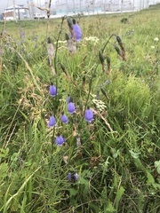 Adenophora stenanthina