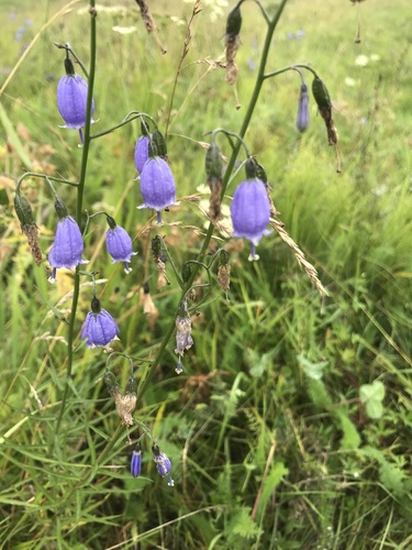 Adenophora stenanthina