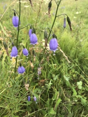 Adenophora stenanthina