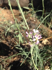 Hesperidanthus linearifolius