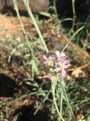 Hesperidanthus linearifolius