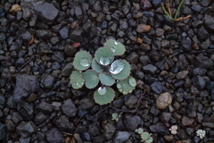 Pozoa