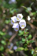 Jovellana