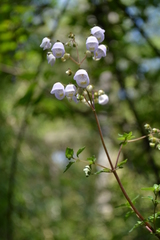 Jovellana