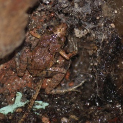 Eleutherodactylus planirostris