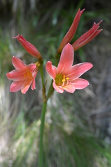 Zephyranthes ananuca