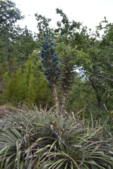 Puya alpestris alpestris