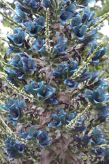Puya alpestris alpestris