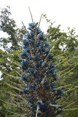 Puya alpestris alpestris