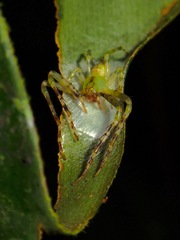Epidius