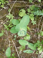 Lonicera caprifolium