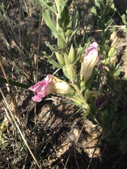 Ipomoea lenis