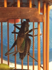 Gampsocleis gratiosa