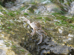 Cyrtograpsus angulatus