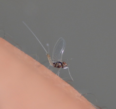 Baetis intercalaris