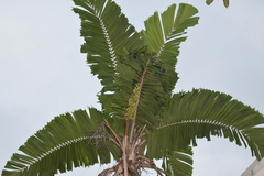 Aiphanes acanthophylla