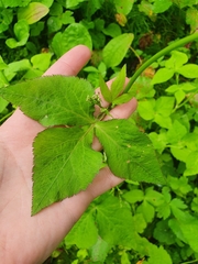 Cryptotaenia japonica