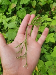 Cryptotaenia japonica