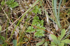 Coptis aspleniifolia