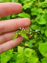 Cryptotaenia japonica