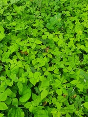 Cryptotaenia japonica