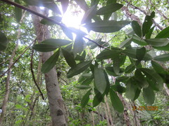 Forchhammeria trifoliata