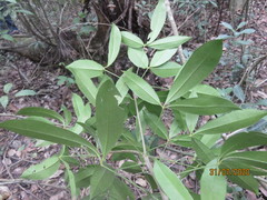 Forchhammeria trifoliata