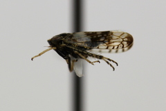Mesamia
