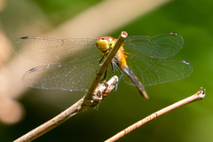 Sympetrum pallipes