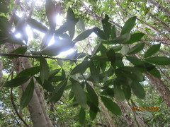 Forchhammeria trifoliata